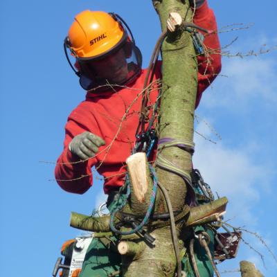 Démontage d'arbre en hauteur