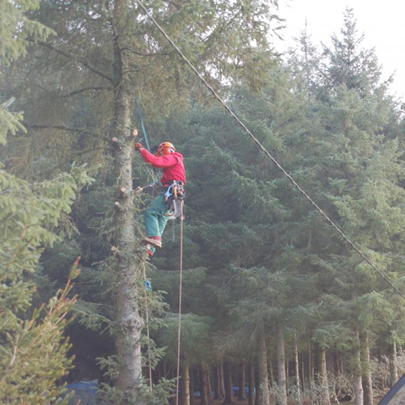 Démontage d'arbre en hauteur